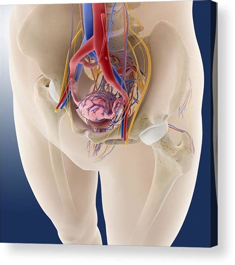 This article looks at female body parts and their functions, and it provides an interactive diagram. Womens Pelvic Anatomy