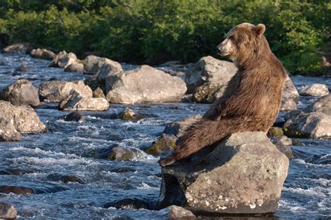 Kamachatka Brown Bear Photography By Sergey Gorshkov