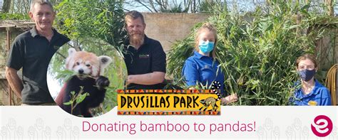 Hungry Red Pandas At Drusillas Park Enjoy Bamboo Takeaway Japanese