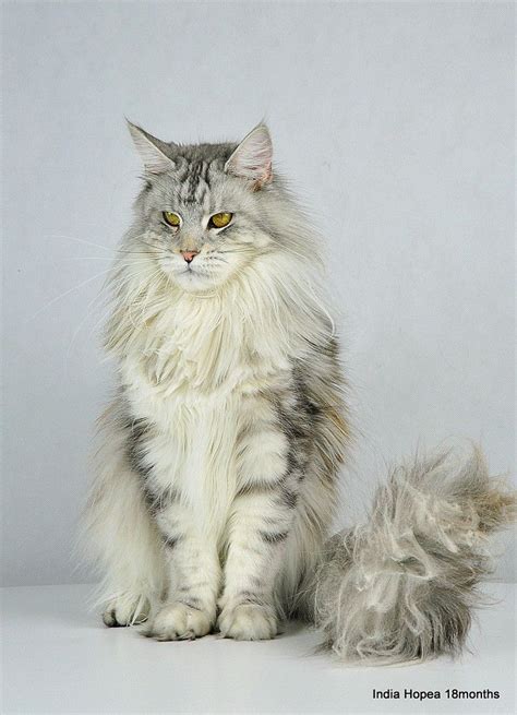 New and used items, cars, real estate, jobs, services, vacation rentals and more virtually anywhere in ontario. Maine Coon Cat Price Range In India - Baby Pink Kitten Heels