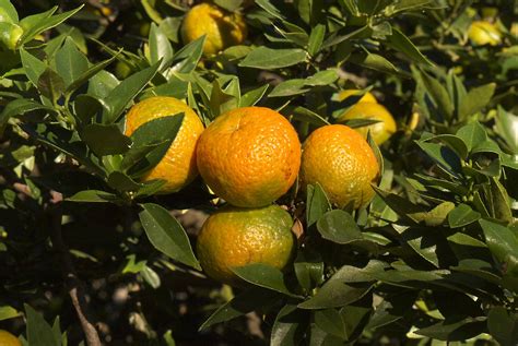 Citrus x aurantium 'Chinotto' 100515-0777 | Wollongong Botan… | Flickr