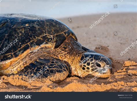 Huge Old Sea Turtle Resting On Stock Photo 1550173736 Shutterstock