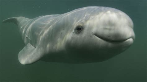 Beluga Whale Baby