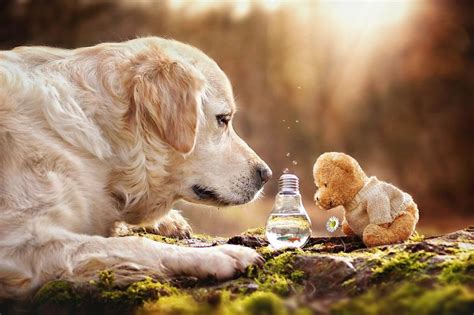 Unlikely Animal Friends With Teddy 99inspiration