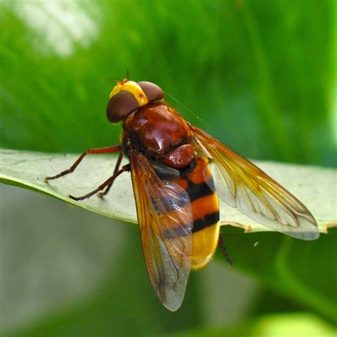 Bugblog Why Are Some Hoverflies Poor Mimics