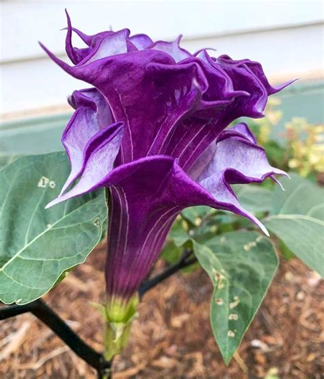 Purple Datura Angel Trumpet Plant Seeds For Sale Here Online Oz 4