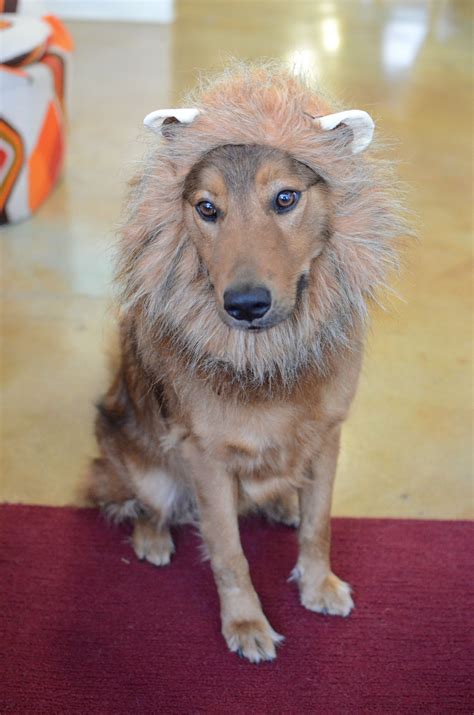 The Cutest Lion Dog Costume Weve Ever Seen Roar Pet