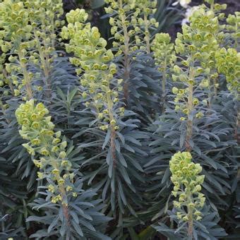 Plant height and spread is seasonal therefore we list by pot size rather than a defined plant size. Wolfsmelk - Euphorbia characias 'Black Pearl' | Planten ...