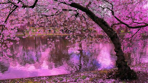 Spring Blooming Trees Pink Blossoms Of Cherry River Reflection In