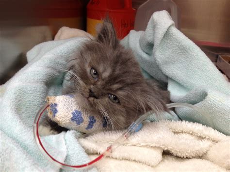 However, an overdose of tea tree oil could be lethal to a cat. tea tree oil Archives - Dr. Ryan Llera - Kingston Ontario ...
