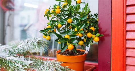 Mother Nature How To Grow Citrus Trees As Houseplants