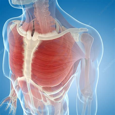 Chest muscles, artwork - Stock Image - F005/5454 - Science Photo Library