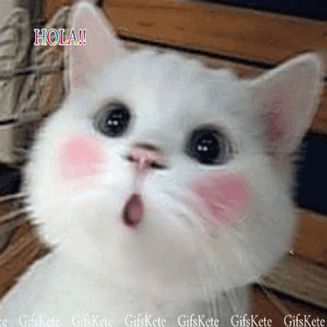 S Kete Feliz Semana Animales Sonrientes Meme Gato Amor De Gatos