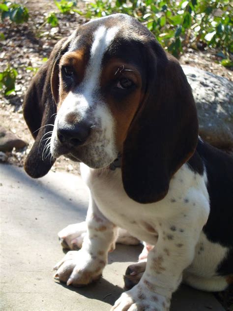 E Mail Notes Basset Hound Puppy Pictures Information