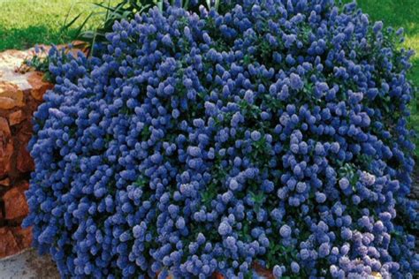 Son feuillage est persistant , marquées de pourpre à l'automne. Arbustes à fleurs | Pépinières générales Dominique Lafitte