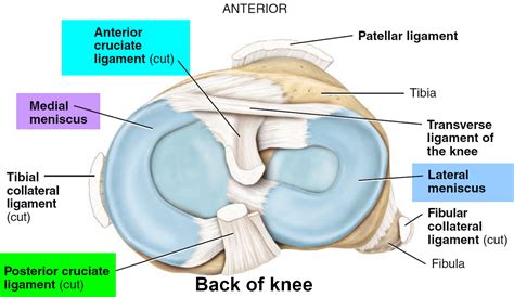 Knee Ligaments And Meniscus