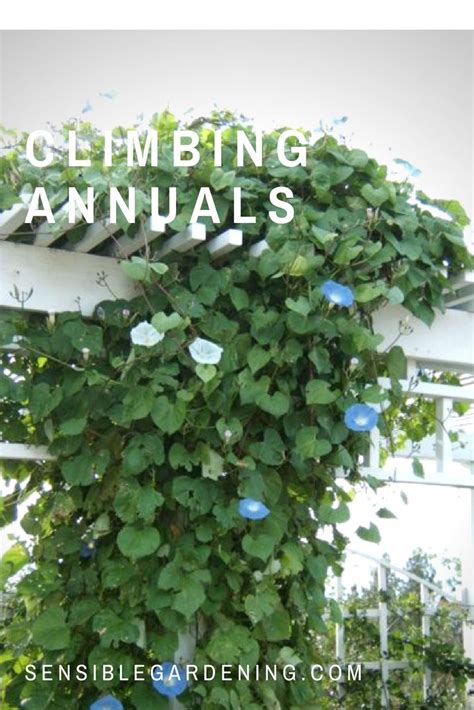Annuals That Climb Amazing Gardens Annual Plants Climbing Flowers
