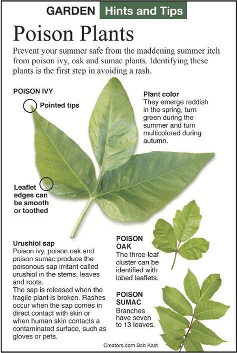 Identify Poison Plants And Get Rid Of Them