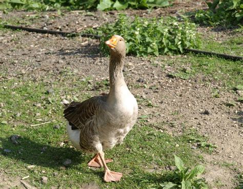 Hühner im eigenen garten zu halten, ist gar nicht so schwer. Nutztiere im Garten halten - Tierparadies Garten