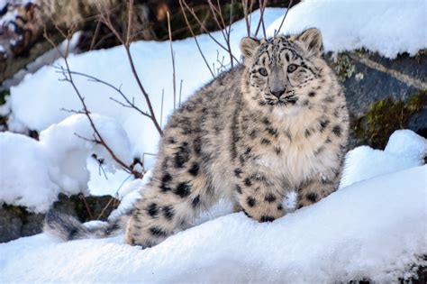 Rare Snow Leopards Spotted Near Kazakhstans Almaty Amid Covid 19