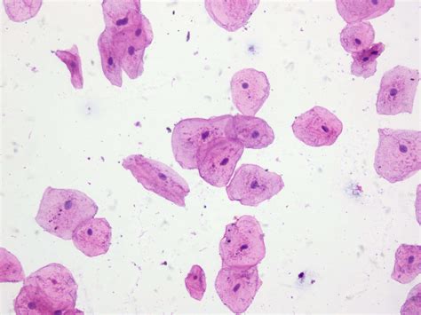Animal Cell Under Light Microscope Labeled Labeled Animal Cell Under