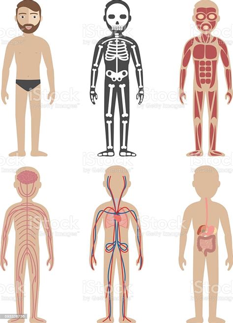 Illustration Of The Human Body Systems Stock Illustration