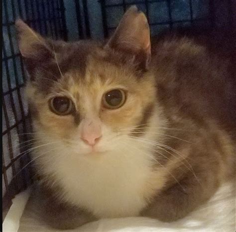 Lost Cat Light Calico Cat In Pinehurst Recent Spay Surgery Pets