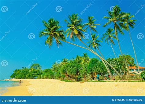 Amazing View Of Exotic Sandy Beach With Palm Trees Stock Image Image