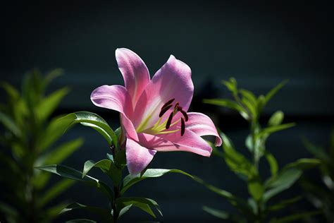 Roma Lily Photograph By Tj Baccari Pixels