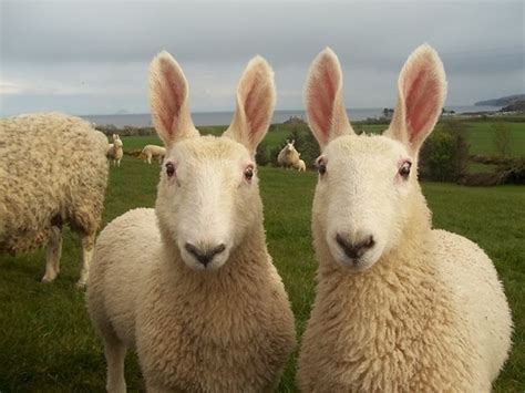 Ixchel Fibres Yarns And Art Shiny Happy Sheep