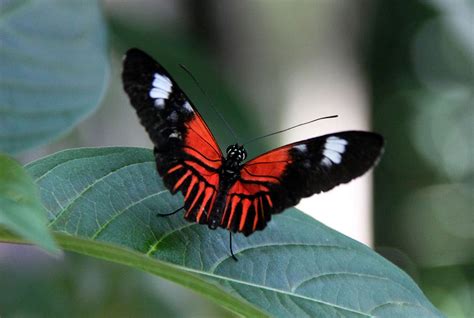 Butterfly Insects Wildlife Butterfly Animals Animales Animaux