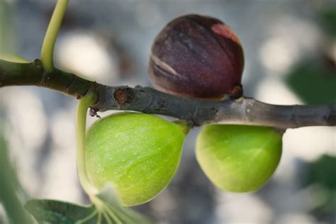 How To Grow A Fig Tree A Complete Beginners Guide Minneopa Orchards