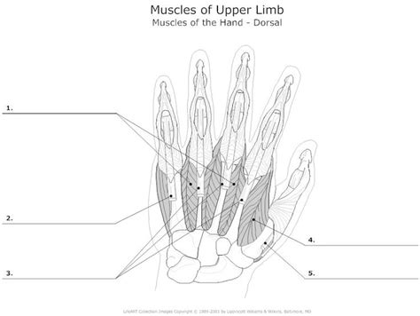 This image is titled muscles of the body unlabeled and is attached to our article about 3 main muscle types in the human body. Hand Muscles Unlabeled | Teaching biology, Muscular system, Teaching