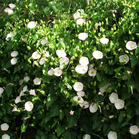 Climbing vines can create leafy bowers, but not all are suitable for the shade. Calystegia macrostegia, California Morning Glory