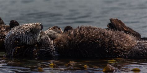 Mother Sea Otter With Baby Pup On Chest Sea Otters Enhydra Lutris