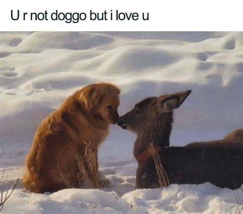 Memes have us wondering do these animal really think like that. 10+ Of The Happiest Animal Memes To Start The Week With A ...
