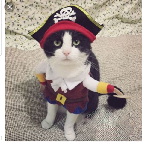 Cat Catdog Pirate Costume Poshmark