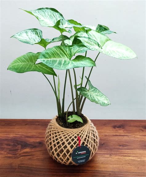 Kelime anlamı olarak koke yosun, dama ise top demektir. Syngonium Arrowhead Plant Kokedama - Kokedama India
