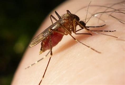 Another test may need to be done a few weeks later to show the rising level of antibodies. West Nile Outbreak Brings Death to Southern California ...