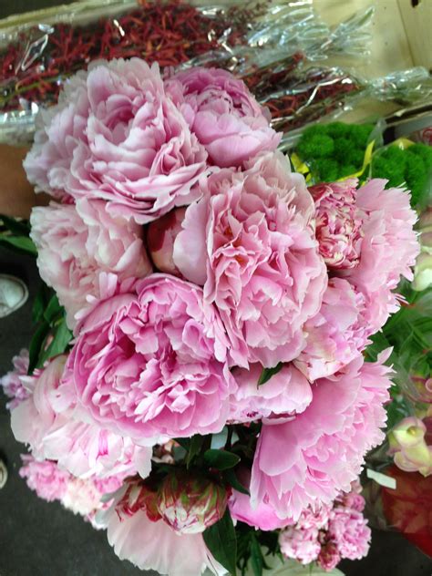 Ramirez wholesale flowers address is at 5858 dryden pl ste 8 in carlsbad ca. Pink peonies! | Beautiful flowers, Pink peonies, Peonies