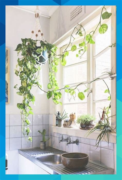 Hanging Plants Kitchen Window