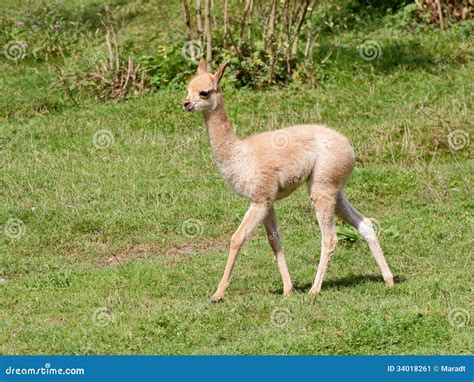 Little Llama Baby Side View Stock Image Image Of Ears Vicuna 34018261