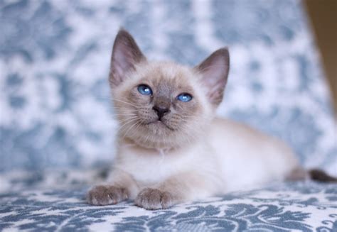 Lilac point is one of the six siamese colors, it is a lighter version of blue point. Siamese Cats For Sale | Nashville, TN #210783 | Petzlover
