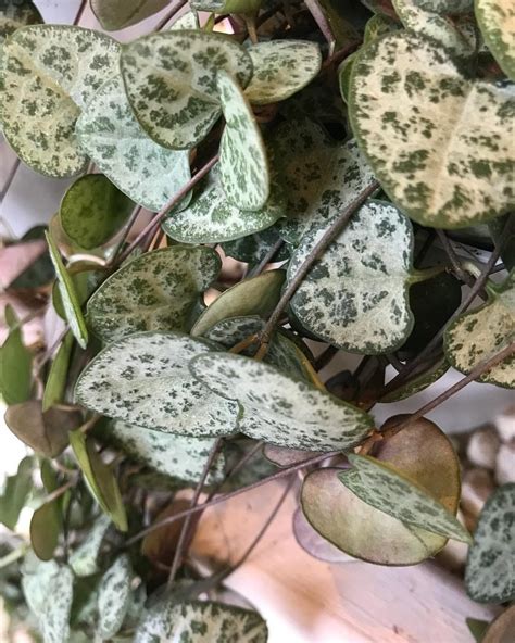 How To Grow A Healthy Chain Of Hearts Ceropegia Woodii