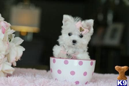 Buy teacup maltese puppy today at affordable prices with available shipping. Maltese Puppy for Sale: BUY 1 GET THE 2ND AT HALF PRICE 6 ...