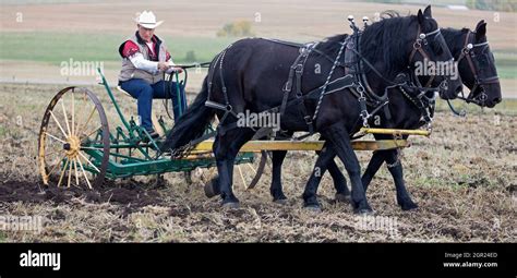Percheron Draft Horse Harness High Resolution Stock Photography And