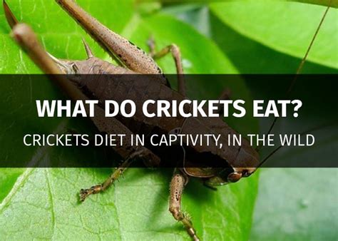 What Do Crickets Eat The Complete Guide Wild And Captivity Diets