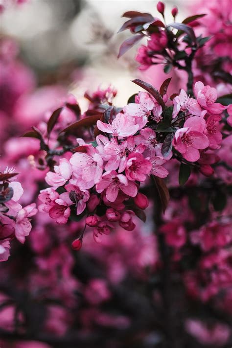 Flowers Bloom Branch Pink Hd Phone Wallpaper Peakpx