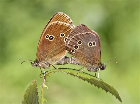 Ringlet Butterfly Conservation
