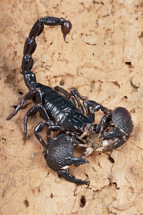 Emperor Scorpion Eating A Cricket Stock Image C0134401 Science